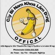 Cấy bi